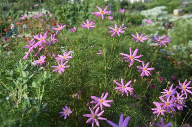 Sonbahar mevsimlik arka plan malzemesi Cosmos çiçekleri. Asteraceae yıllık otları.