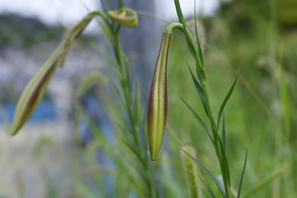 Tajwańskie Pąki Lilii Kwiaty Roślina Liliaceae Pochodzi Tajwanu — Zdjęcie stockowe