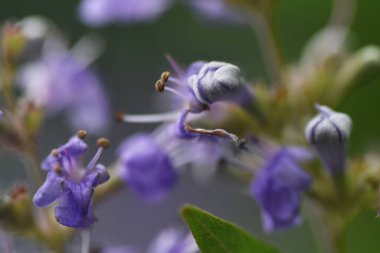 Ağaç çiçekleri. Lamiaceae yaprak döken çalı.