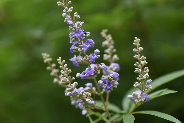 Chaste Tree Flowers Lamiaceae Deciduous Shrub — Stock Photo, Image