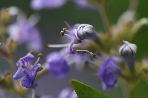 Flores Árvore Chaste Lamiaceae Arbusto Caduco — Fotografia de Stock