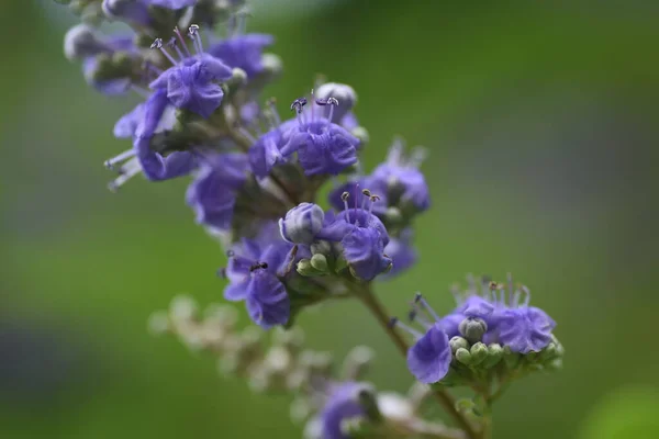 Erényes Virágok Lamiaceae Lombhullató Cserje — Stock Fotó