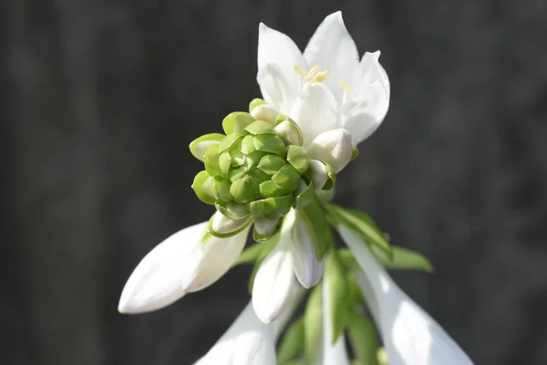 Białe Kwiaty Lilii Plantacyjnej Roślina Wieloletnia Szparagi — Zdjęcie stockowe