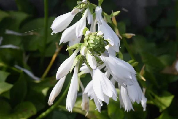 Plantain Lily White Flowers Asparagaceae Perennial Plant — Stock Photo, Image