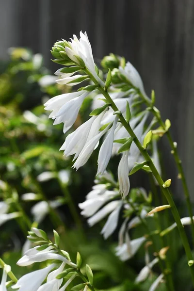 Plantain Liliom Fehér Virágok Spárga Évelő Növény — Stock Fotó