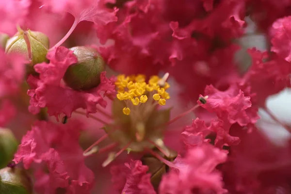 Mersin Çiçeklerini Kazı Lythraceae Yaprak Döken Ağacı — Stok fotoğraf
