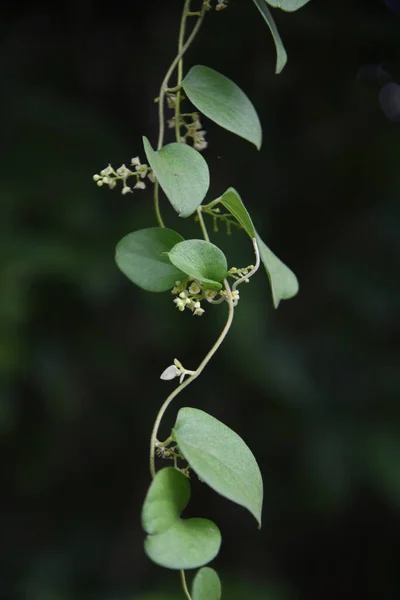 Květy Hlemýžďů Menispermaceae Vinná Rostlina — Stock fotografie