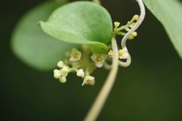 Fiori Snailseed Pianta Della Vite Menispermaceae — Foto Stock