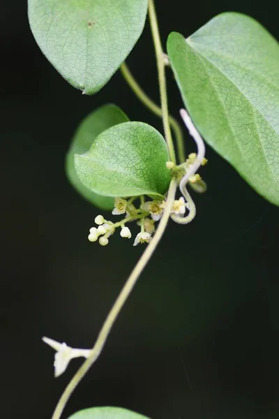 Flores Semente Cobra Menispermaceae Planta Videira — Fotografia de Stock