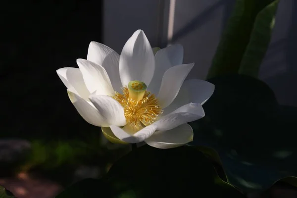 Flor Loto Blanco Nelumbonaceae Planta Acuática Perenne Nativa India —  Fotos de Stock