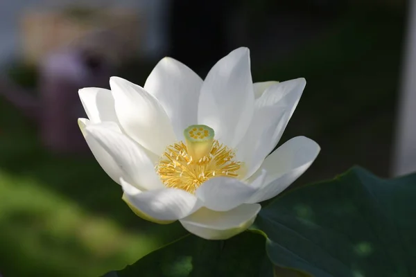 Flor Loto Blanco Nelumbonaceae Planta Acuática Perenne Nativa India —  Fotos de Stock