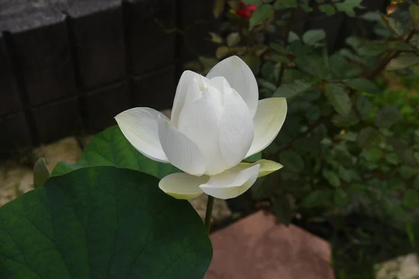 Biały Kwiat Lotosu Nelumbonaceae Wieloletnia Roślina Wodna Pochodzi Indii — Zdjęcie stockowe