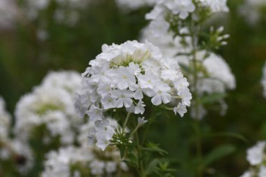 Phlox paniklemiş beyaz çiçekler. Polemoniaceae daimi bitki.
