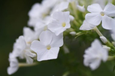 Phlox paniklemiş beyaz çiçekler. Polemoniaceae daimi bitki.