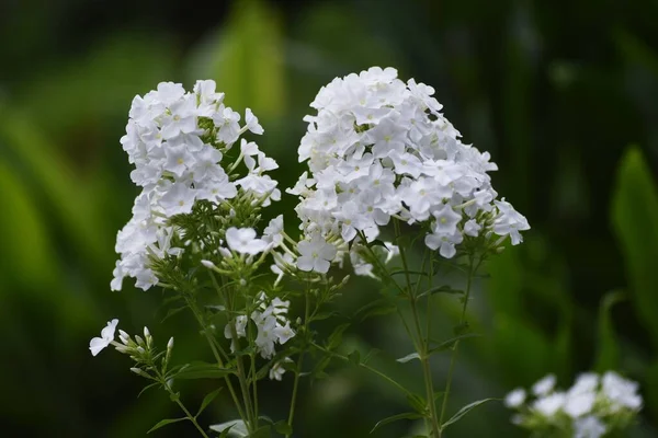 Phlox Paniculata Bílé Květy Polemoniaceae Vytrvalá Rostlina — Stock fotografie
