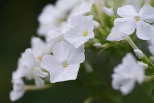 Phlox Paniculata White Flowers Polemoniaceae Perennial Plant — Stock Photo, Image