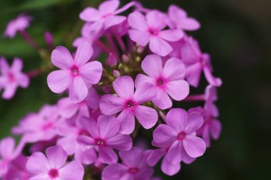Phlox paniklemiş pembe çiçekler. Polemoniaceae daimi bitki.
