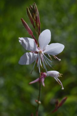 Beyaz gaura çiçekleri. Onagraceae daimi bitkisi.