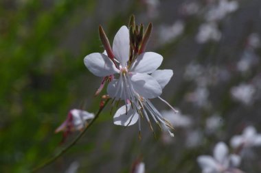 Beyaz gaura çiçekleri. Onagraceae daimi bitkisi.