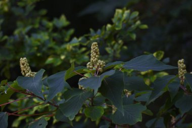 Japon mallotus meyveleri. Euphorbiaceae yapraklı ağacı.
