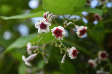 Kokarca sarmaşık çiçekleri. Rubiaceae asma bitkisi.
