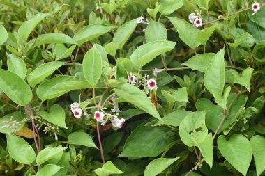 Kokarca sarmaşık çiçekleri. Rubiaceae asma bitkisi.