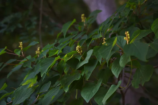 Japonské Mallotosové Ovoce Euphorbiaceae Listnatý Strom — Stock fotografie