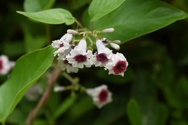 Fleurs Vigne Mouffette Rubiaceae Plante Vivace Vigne — Photo