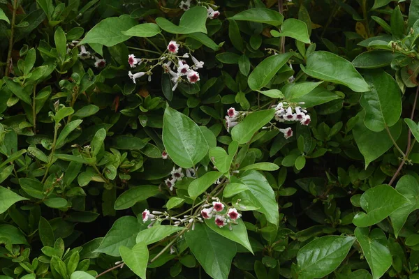 スカンクのつる花 ルビジア科の多年草のつる植物 — ストック写真
