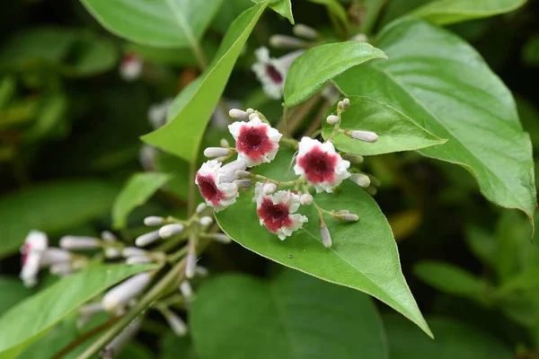 Skunksowe Kwiaty Wieloletnie Rośliny Winorośli Rubiaceae — Zdjęcie stockowe