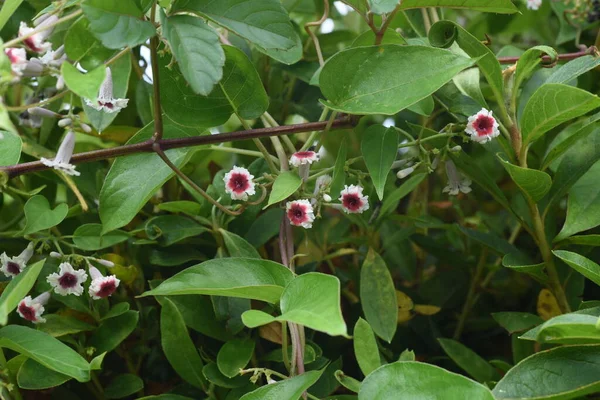 Skunksowe Kwiaty Wieloletnie Rośliny Winorośli Rubiaceae — Zdjęcie stockowe