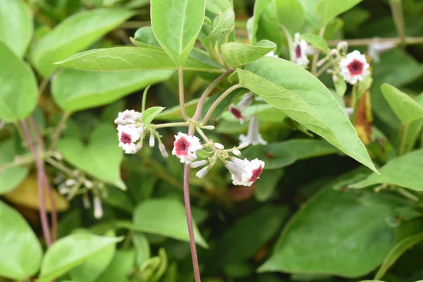 スカンクのつる花 ルビジア科の多年草のつる植物 — ストック写真