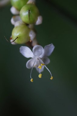 Pollia japonica çiçekleri. Commelinaceae çok yıllık ot. Genç filizler yenilebilir..