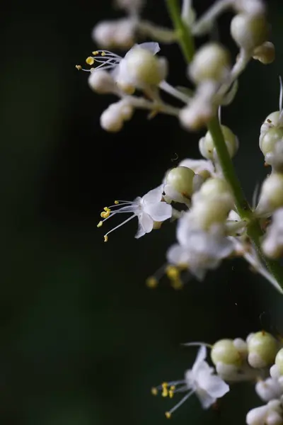 Pollia Japonica Λουλούδια Commelinaceae Πολυετές Χορτάρι Νεαρά Βλαστάρια Είναι Βρώσιμα — Φωτογραφία Αρχείου