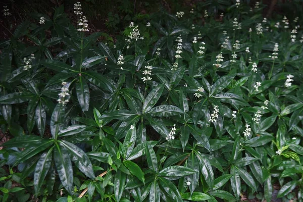 Pollia Japonica Fleurs Commelinaceae Herbe Vivace Les Jeunes Pousses Sont — Photo