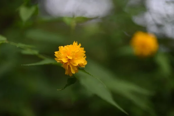 Fiori Kerria Giapponesi Doppio Fiore Rosaceae Arbusto Deciduo — Foto Stock