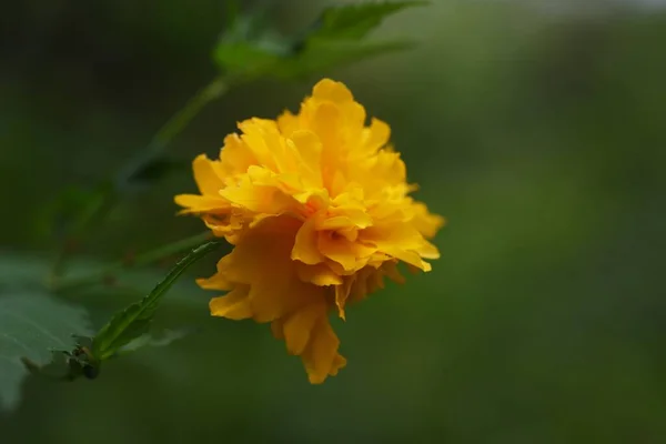 Çift Çiçekli Japon Kerria Çiçekleri Rosaceae Yapraklı Çalı — Stok fotoğraf