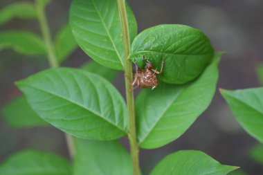 Ağustos böceği kabuğu. Ağustos böcekleri tekrar tekrar deri değiştirerek büyürler. Kabuklar ağaçlarda ve otların üzerinde kalır..