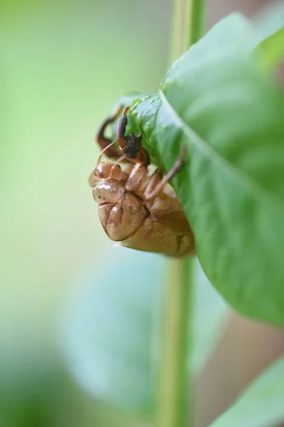 Cicada Kagyló Cicadas Nagyobb Ismétlődő Vedlés Végső Olvadást Követően Héjak — Stock Fotó