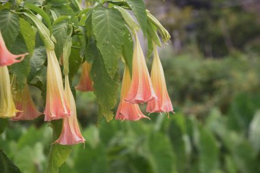 Melekler çiçekleri trompet eder. Solanaceae zehirli ve tıbbi bitki.