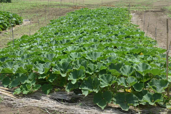 Pumpkin Nutritious Green Yellow Vegetable Rich Vitamins Can Harvested Days — Stock Photo, Image