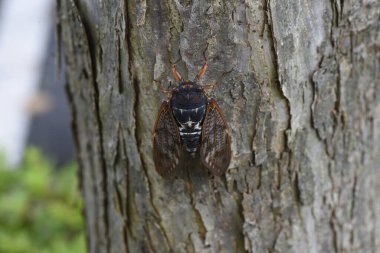 Büyük kahverengi ağustos böceği (Graptopsaltria nigrofuscata). Kahverengi opak kanatlı büyük bir ağustos böceği..