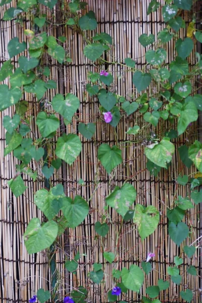 Japonesa Tradición Veraniega Flores Gloria Mañana Convolvulaceae Planta Anual —  Fotos de Stock