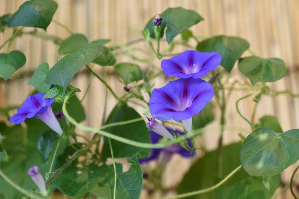 Japonês Verão Tradição Manhã Glória Flores Convolvulaceae Planta Anual — Fotografia de Stock