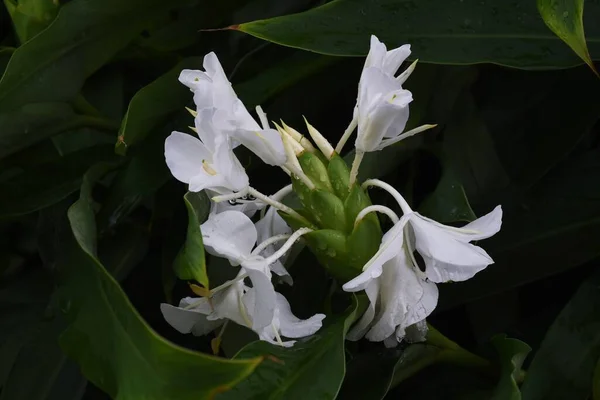 Hedychium Coronarium Zingiberaceae Perennial Plant — 스톡 사진