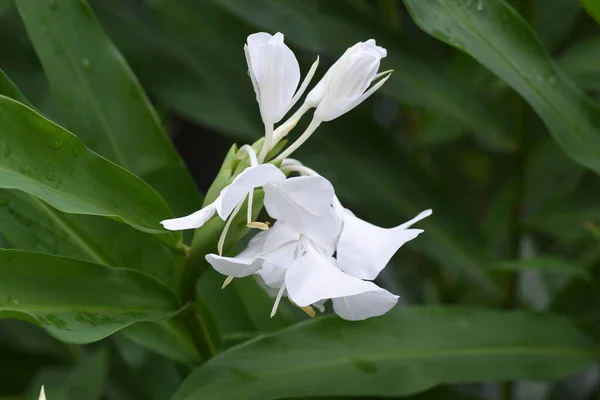 Garland Liliom Hedychium Coronarium Virágok Zingiberaceae Évelő Növény — Stock Fotó