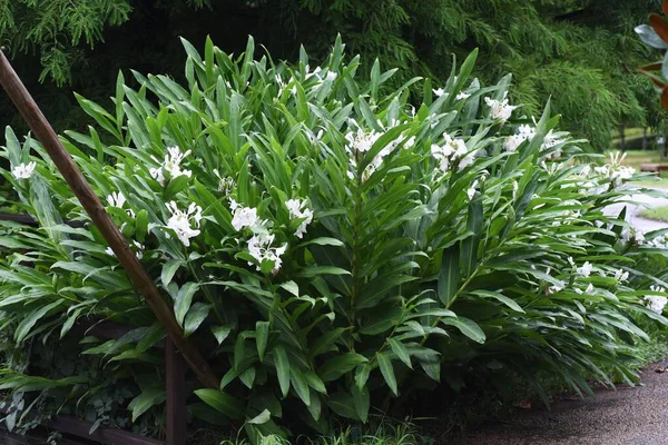 Girlandlilie Hedychium Coronarium Blüht Zingiberaceae Mehrjährige Pflanze — Stockfoto