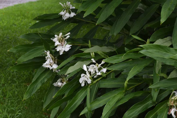 Garland Lirio Hedychium Coronarium Flores Zingiberaceae Planta Perenne — Foto de Stock