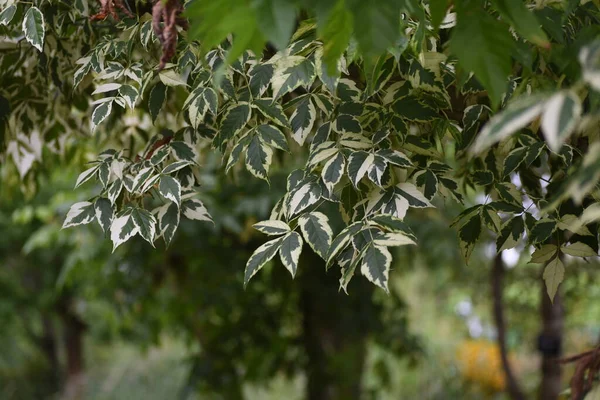 Boxelder Maple Leaves Sapindaceae Deciduous Shrub Color Leaf Plants Symbol — Stock Photo, Image