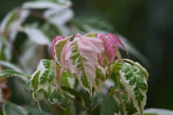 Боксерське Кленове Листя Листяний Чагарник Sapindaceae Кольорові Листові Рослини Символічні — стокове фото